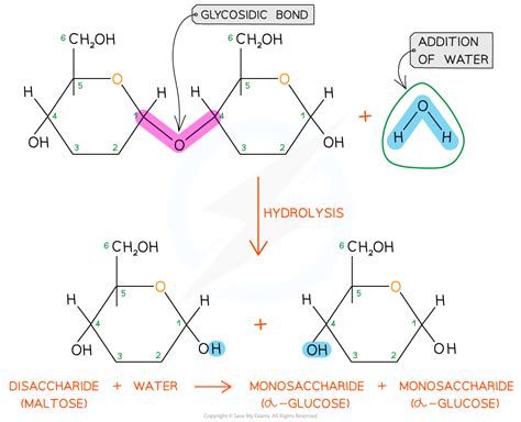 1.4 Condensation & Hydrolysis .
